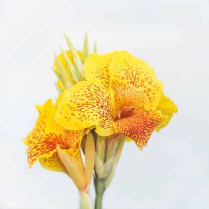 Dosna Picasso - Canna - prodej cibulovin - 1 ks