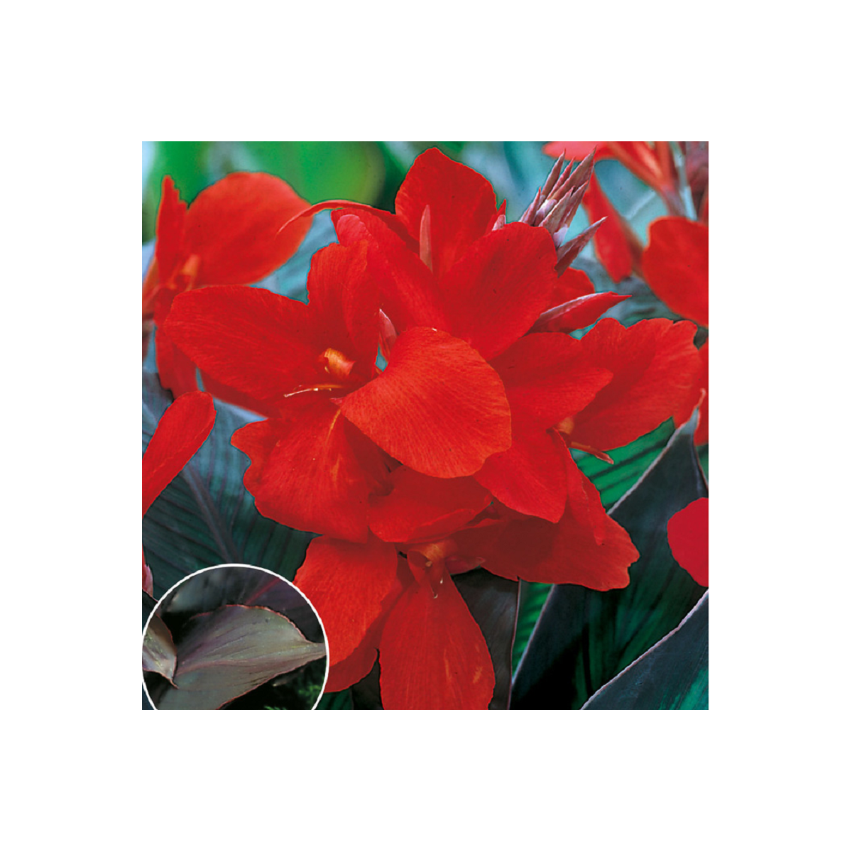 Dosna Black Knight - Canna - prodej cibulovin - 1 ks