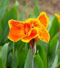 Dosna Queen Charlotte - Canna - prodej cibulovin - 1 ks