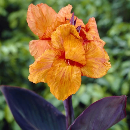 Dosna Wyoming - Canna - prodej cibulovin - 1 ks