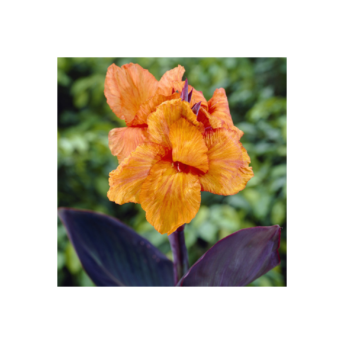 Dosna Wyoming - Canna - prodej cibulovin - 1 ks