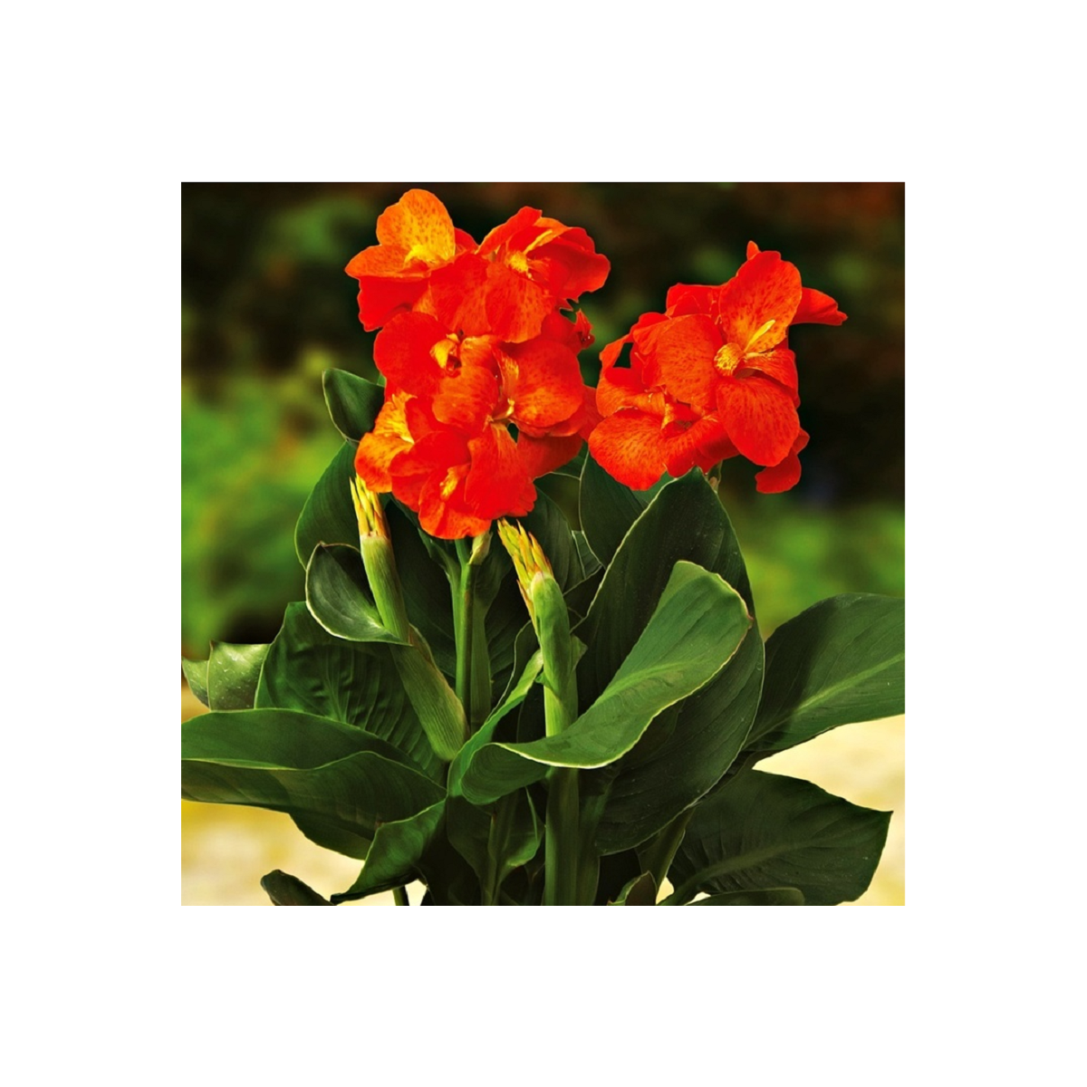 Dosna Happy Cleo - Canna - prodej cibulovin - 1 ks