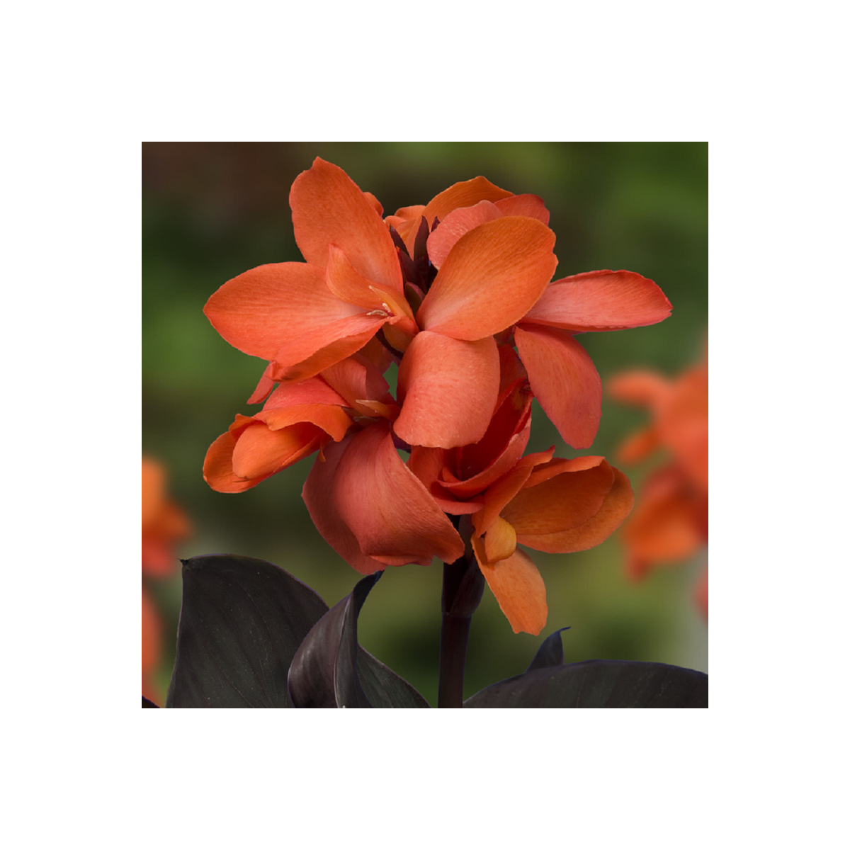 Dosna Happy Wilma - Canna - prodej cibulovin - 1 ks