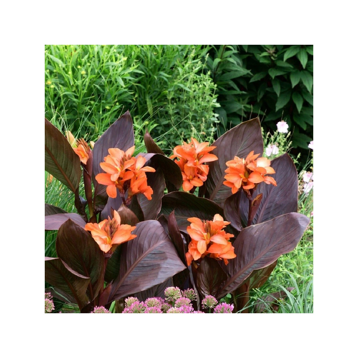 Dosna Happy Wilma - Canna - prodej cibulovin - 1 ks