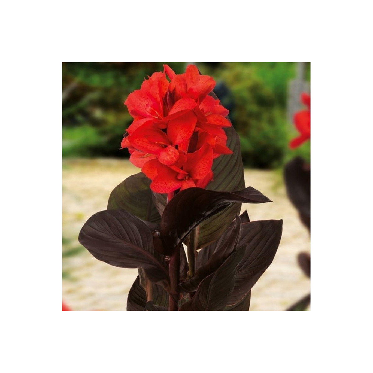 Dosna Happy Julia - Canna - prodej cibulovin - 1 ks