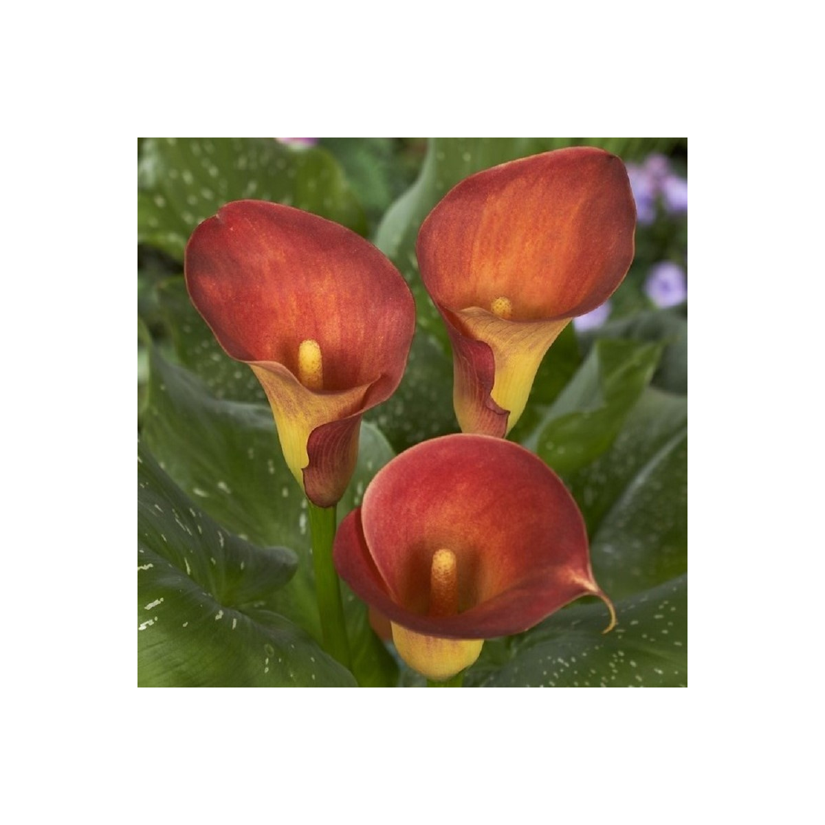 Kala Captain Trinity - Zantedeschia - prodej cibulovin - 1 ks