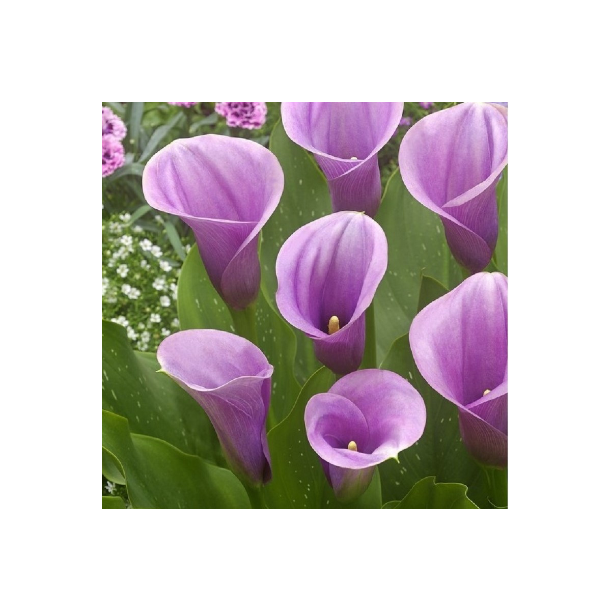 Kala Captain Violetta - Zantedeschia - prodej cibulovin - 1 ks