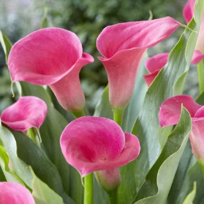 Kala Captain Samba - Zantedeschia - prodej cibulovin - 1 ks