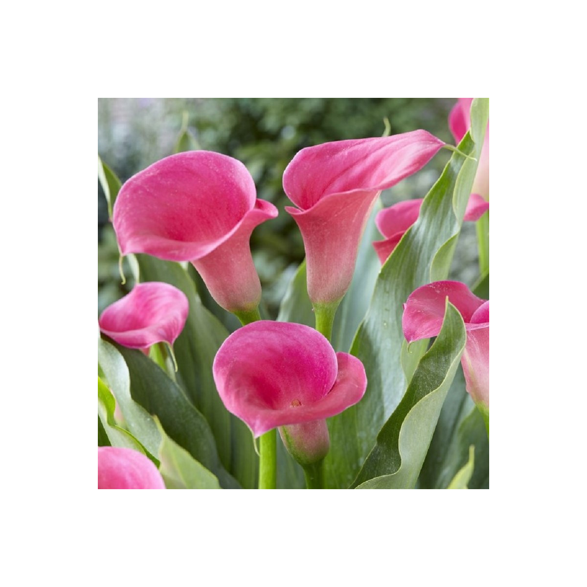 Kala Captain Samba - Zantedeschia - prodej cibulovin - 1 ks