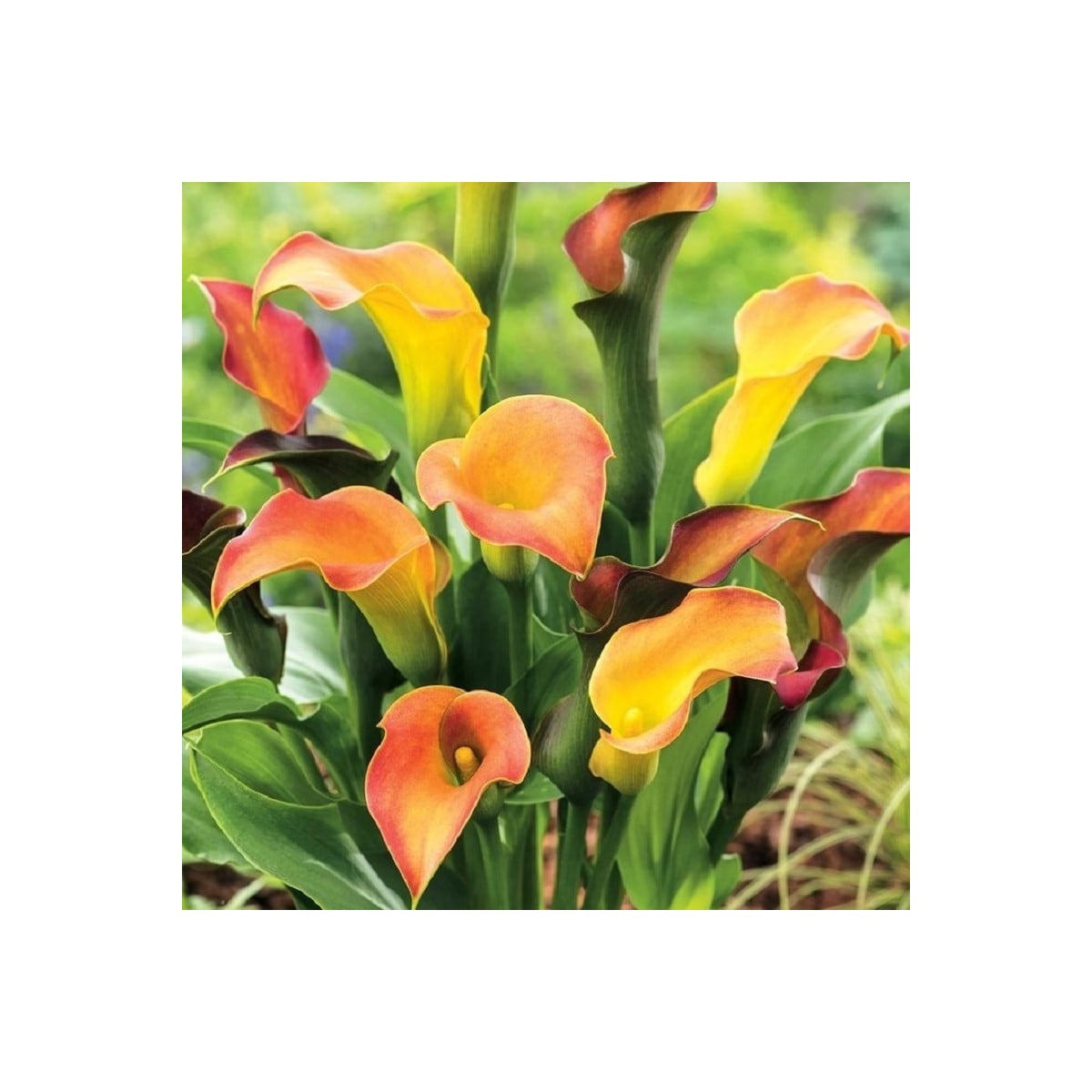 Kala Captain Lido - Zantedeschia - prodej cibulovin - 1 ks