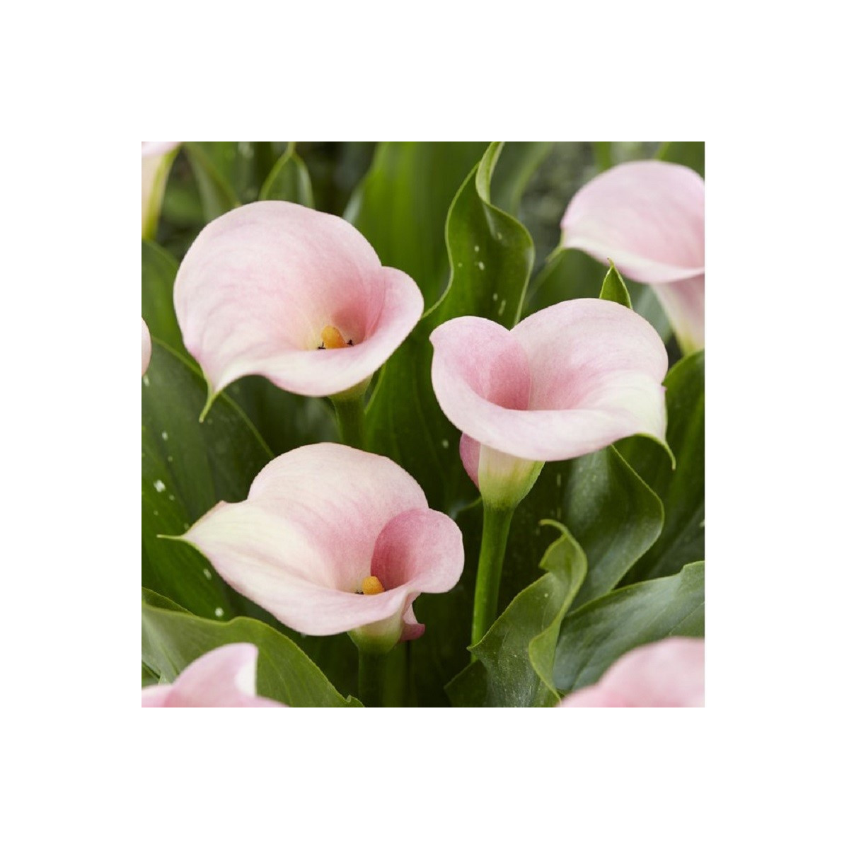 Kala Captain Melrose - Zantedeschia - prodej cibulovin - 1 ks