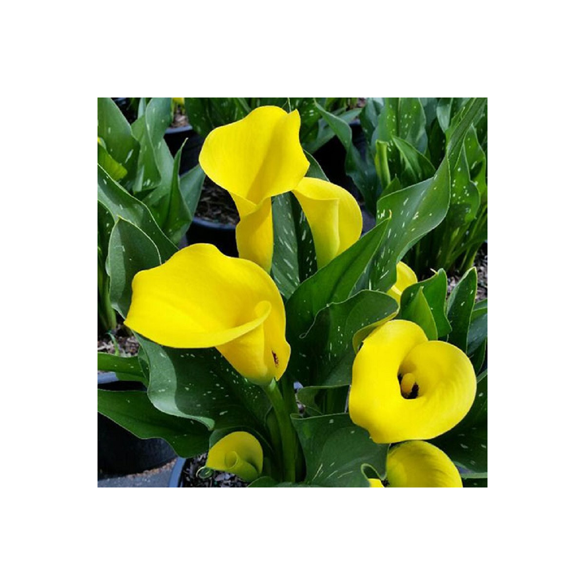 Kala Black Magic - Zantedeschia - prodej cibulovin - 1 ks