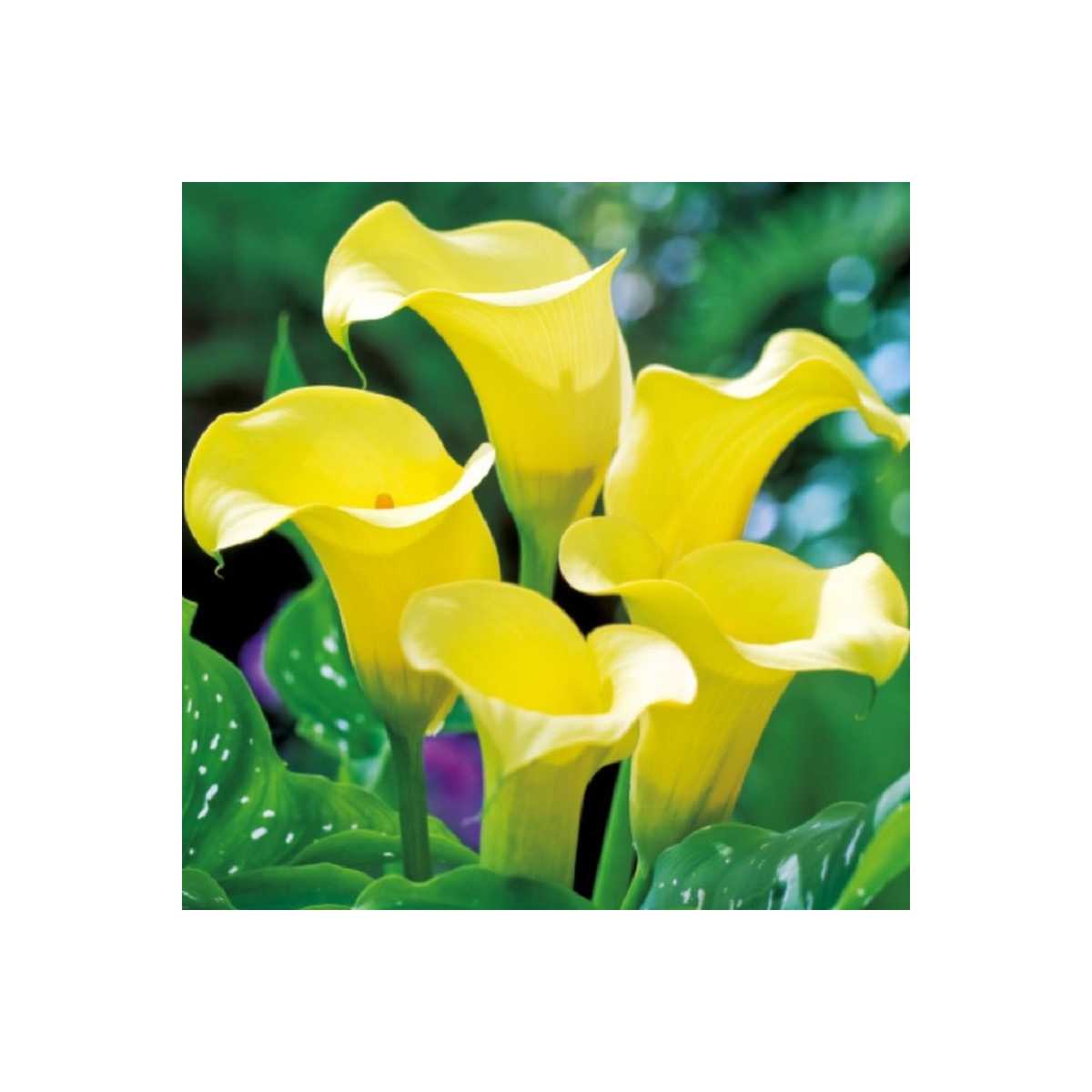 Kala Black Magic - Zantedeschia - prodej cibulovin - 1 ks