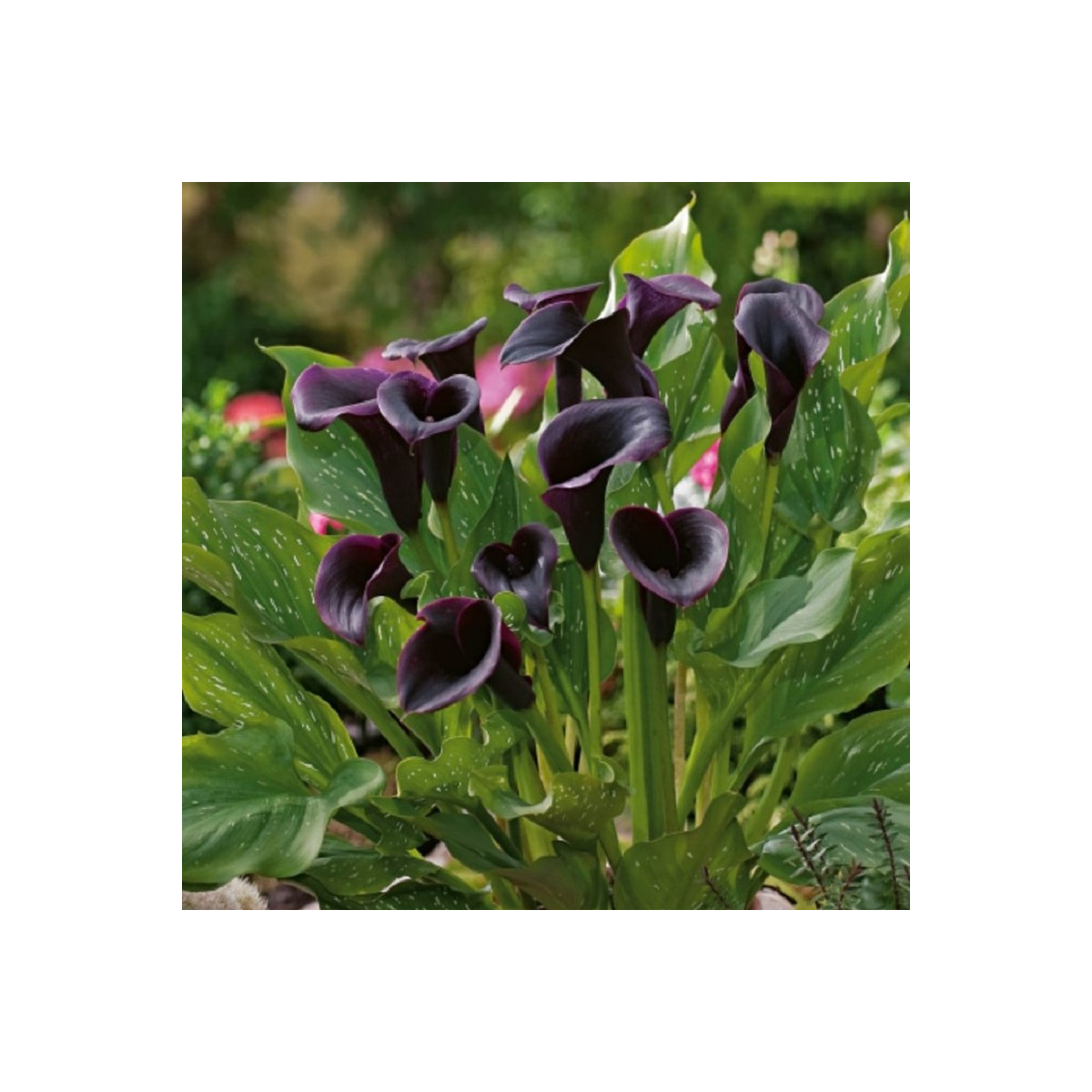 Kala Odessa - Zantedeschia - prodej cibulovin - 1 ks