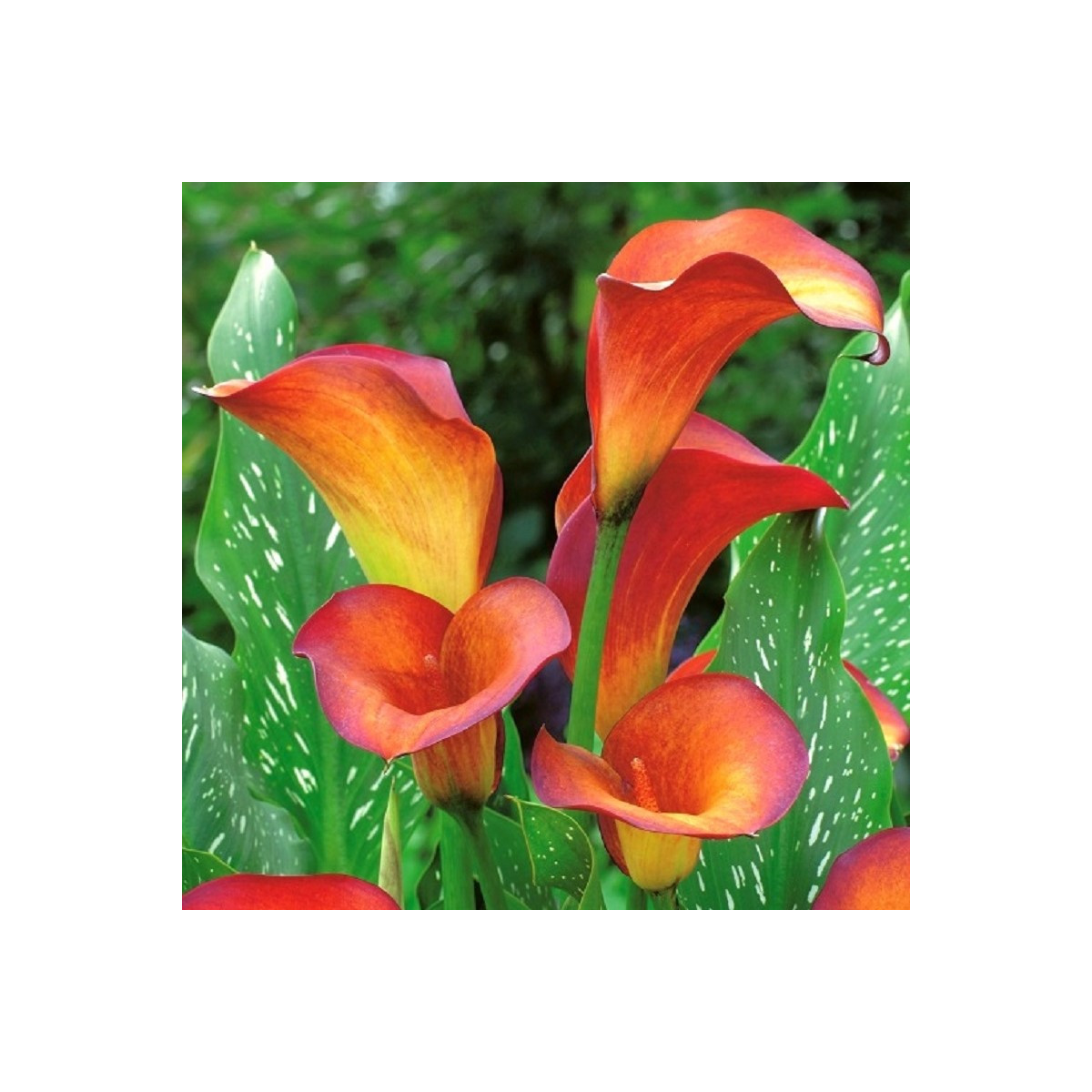 Kala Mango - Zantedeschia - prodej cibulovin - 1 ks