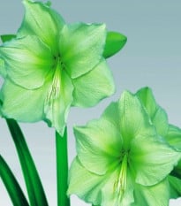 Hvězdník Limona - Hippeastrum - prodej cibulovin - 1 ks