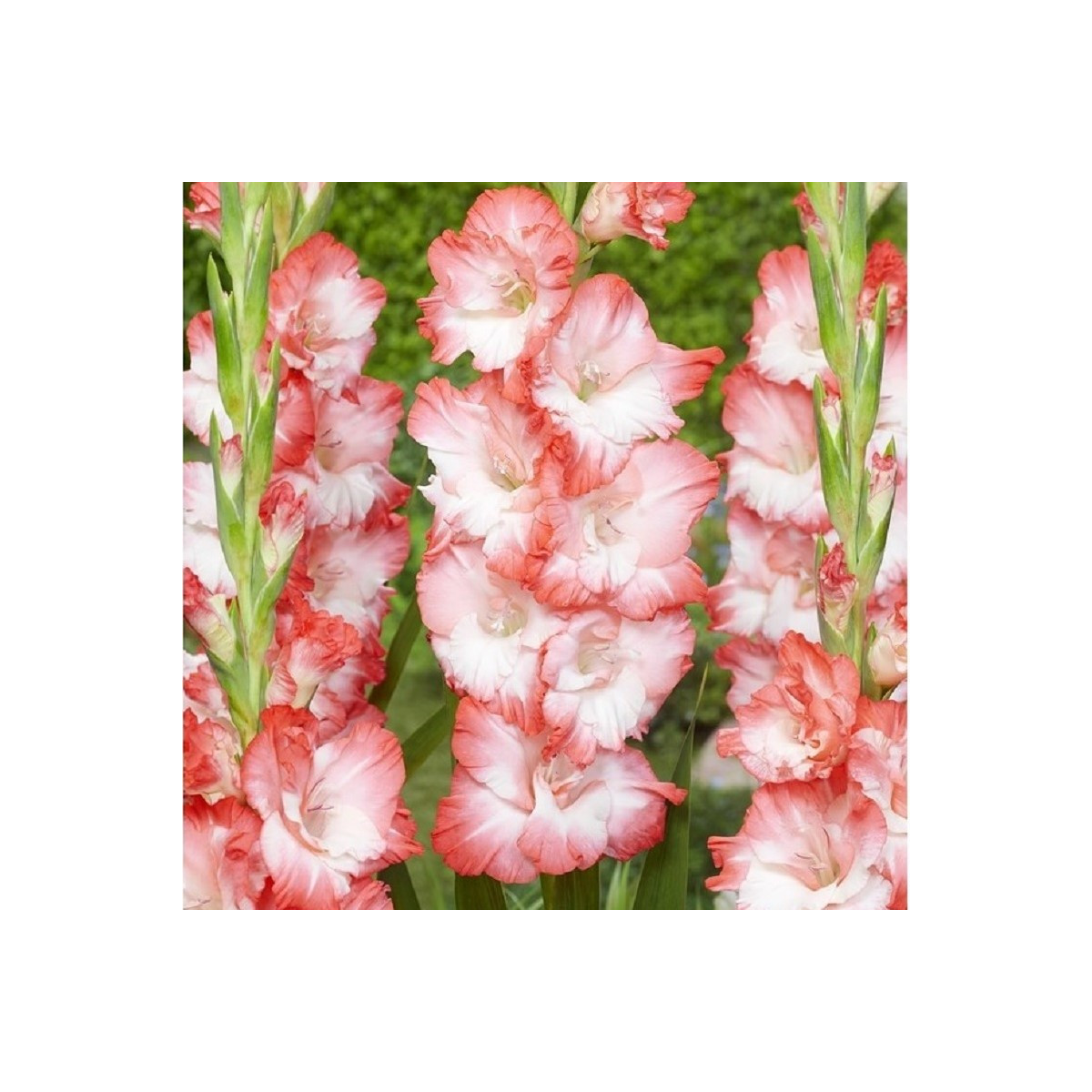 Gladiol Pink Lady - Gladiolus - prodej cibulovin - 3 ks