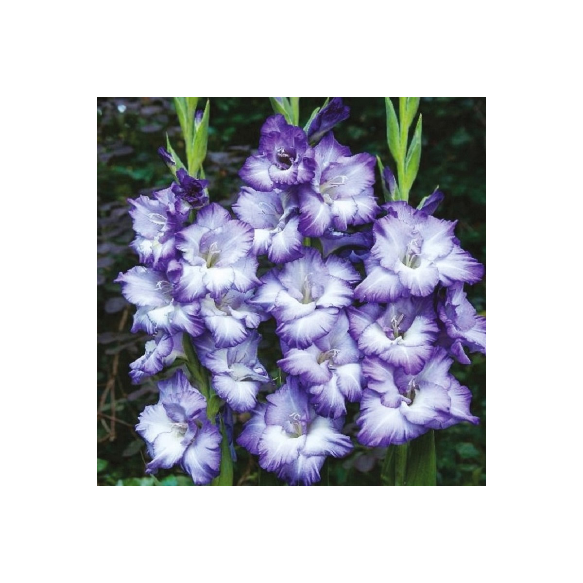Gladiol Triton - Gladiolus - prodej cibulovin - 3 ks