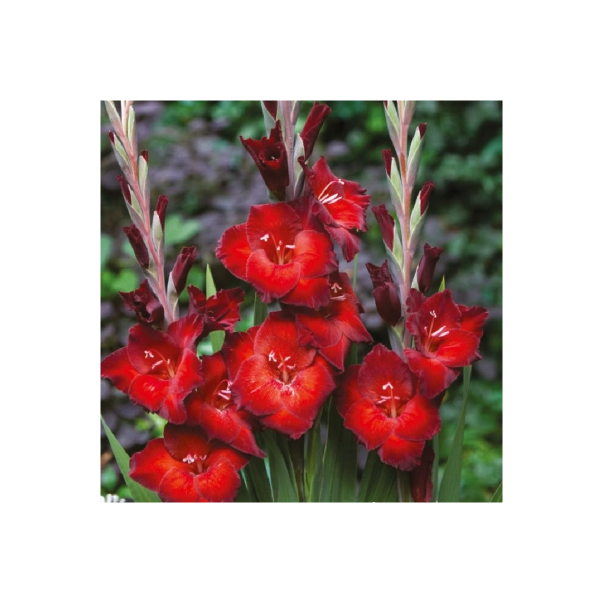Gladiol Azuro - Gladiolus - prodej cibulovin - 3 ks