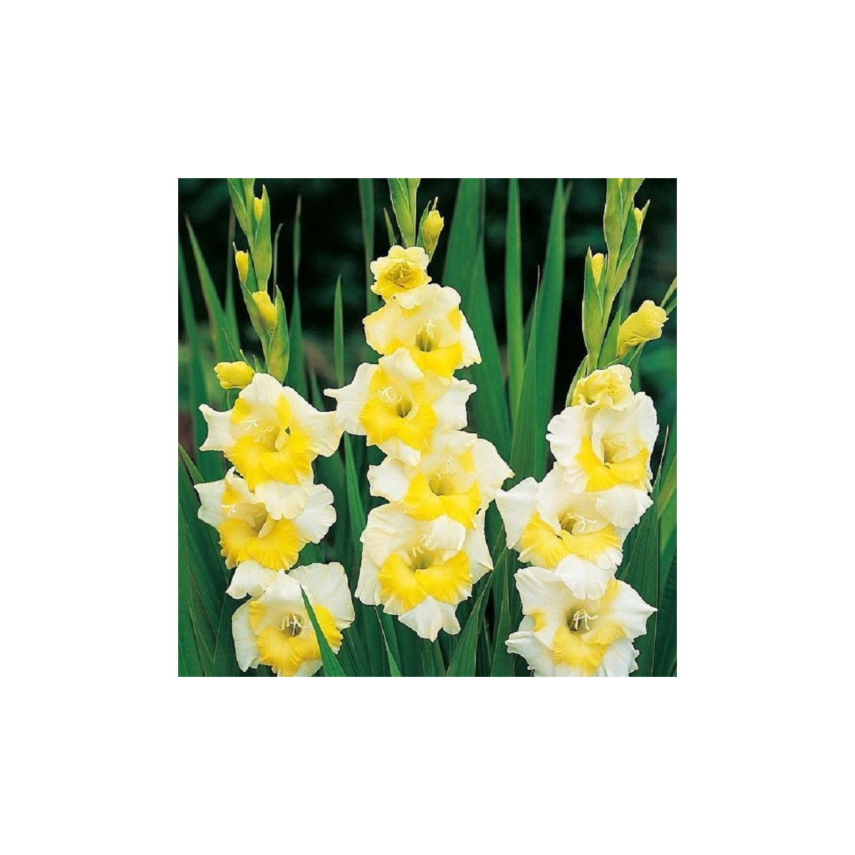 Gladiol Buggy - Gladiolus - prodej cibulovin - 3 ks