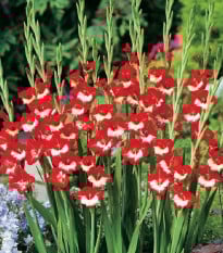 Gladiol Mademoiselle de Paris - Gladiolus - prodej cibulovin - 3 ks