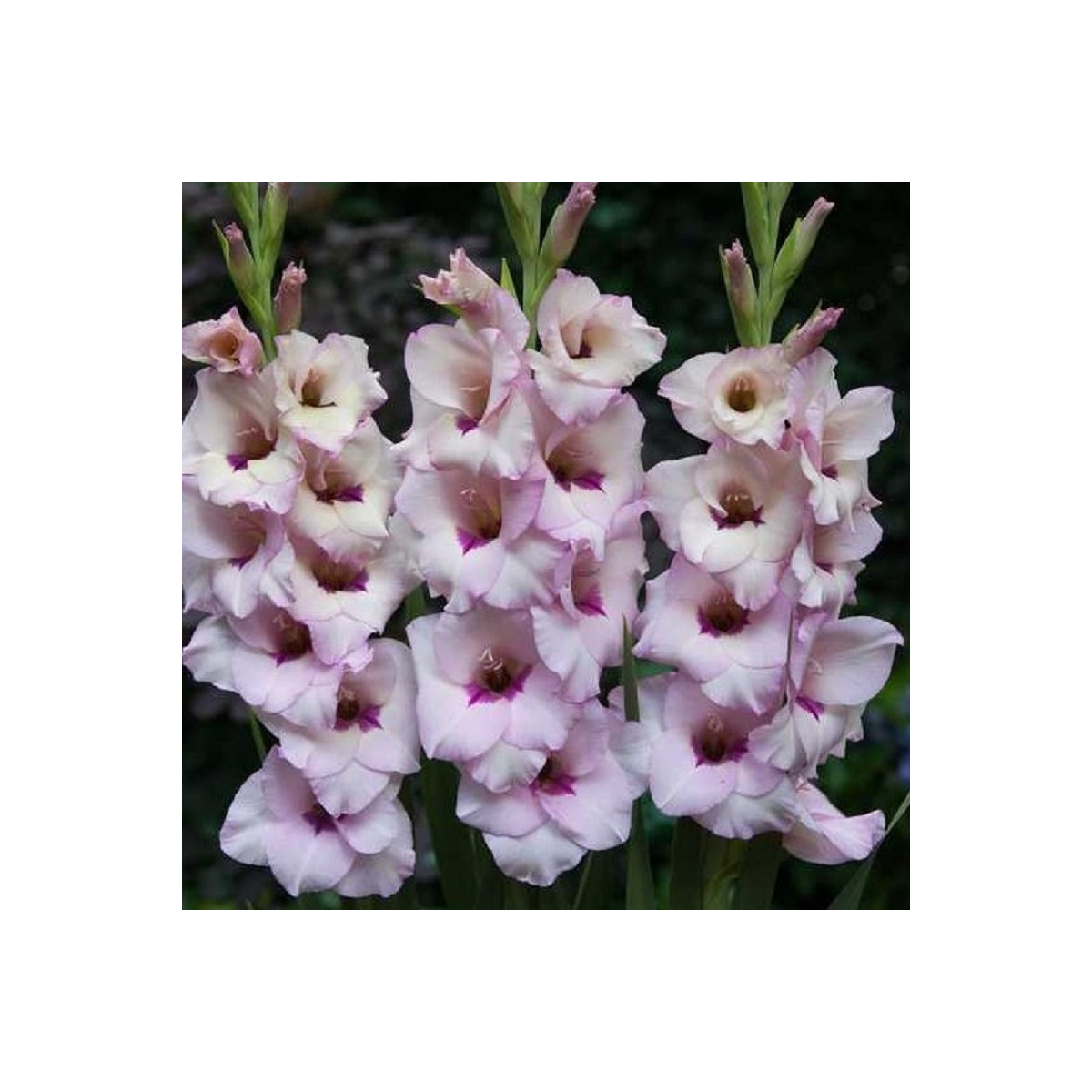 Gladiol Venezia - Gladiolus - prodej cibulovin - 3 ks