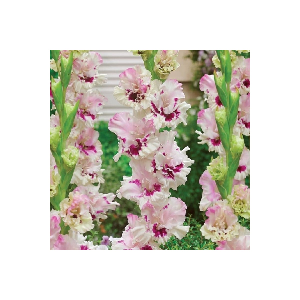 Gladiol Mezja - Gladiolus - prodej cibulovin - 3 ks
