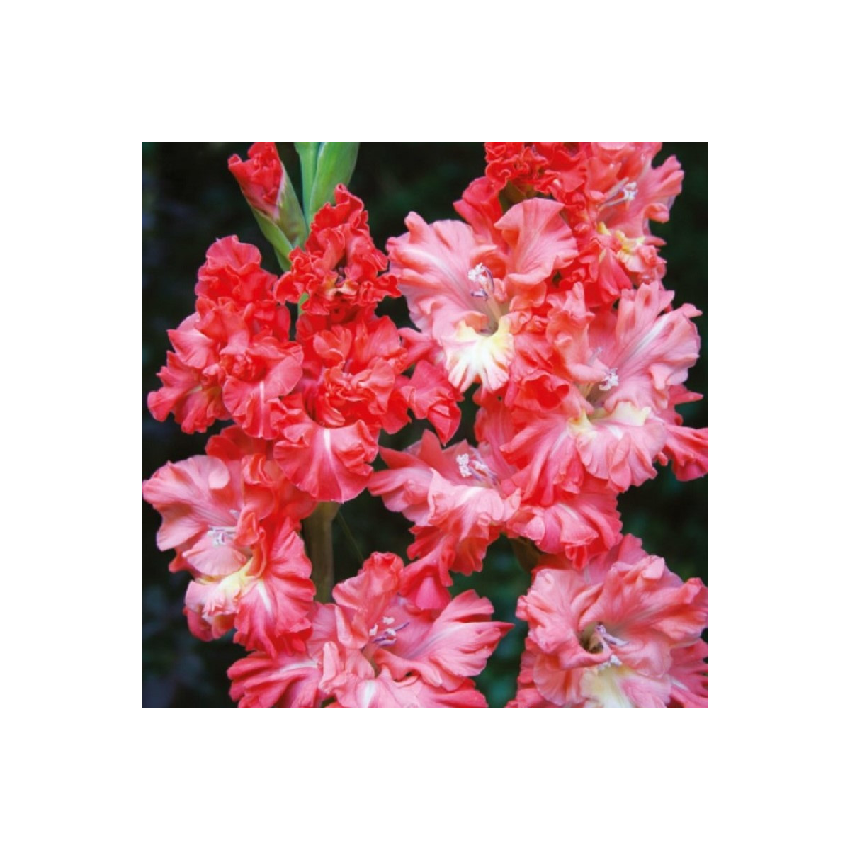 Gladiol You Two Frizzle - Gladiolus - prodej cibulovin - 3 ks