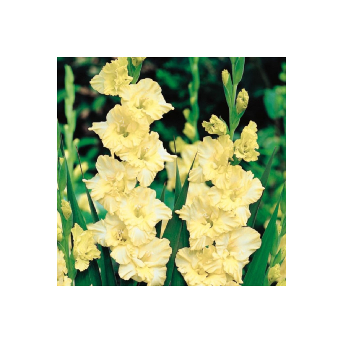 Gladiol Banana Ruffle - Gladiolus - prodej cibulovin - 3 ks