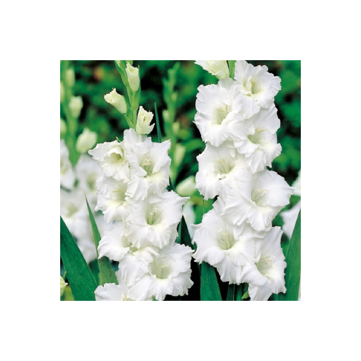 Gladiol Snowy Ruffle - Gladiolus - prodej cibulovin - 3 ks