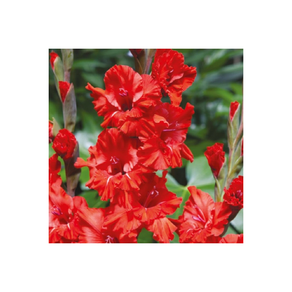 Gladiol Fire Ruffle - Gladiolus - prodej cibulovin - 3 ks
