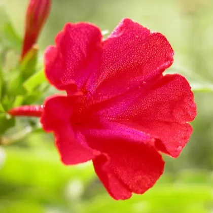Nocenka jalapovitá červená - Mirabilis jalapa - prodej semen - 1 g