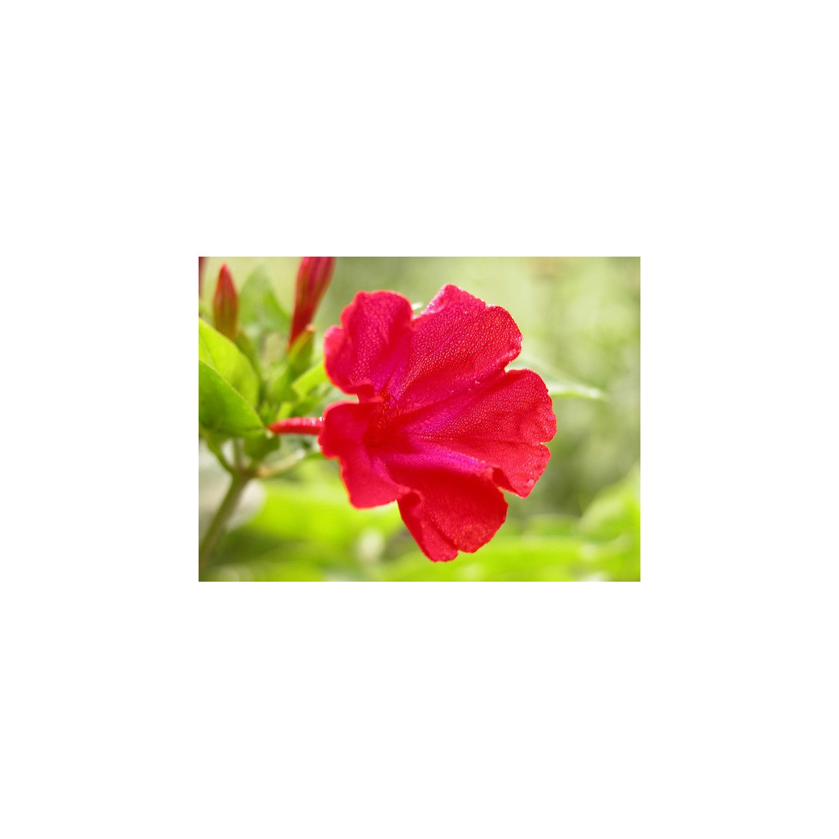 Nocenka jalapovitá červená - Mirabilis jalapa - prodej semen - 1 g