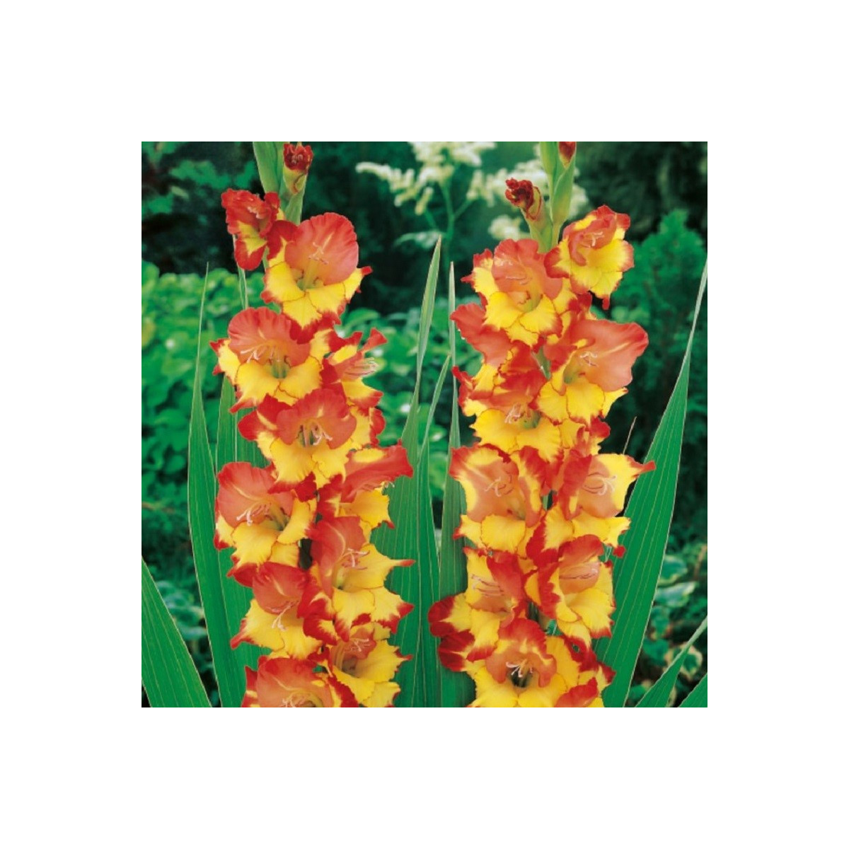 Gladiol Princess Margaret Rose - Gladiolus - prodej cibulovin - 3 ks