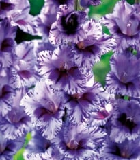 Gladiol Passos - Gladiolus - prodej cibulovin - 3 ks