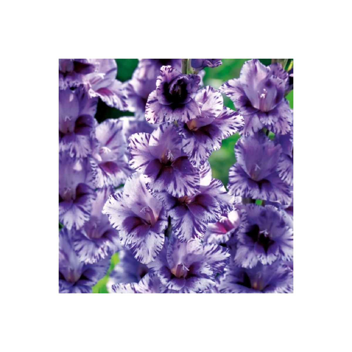 Gladiol Passos - Gladiolus - prodej cibulovin - 3 ks