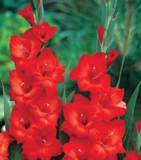 Gladiol Mascagni - Gladiolus - prodej cibulovin - 3 ks
