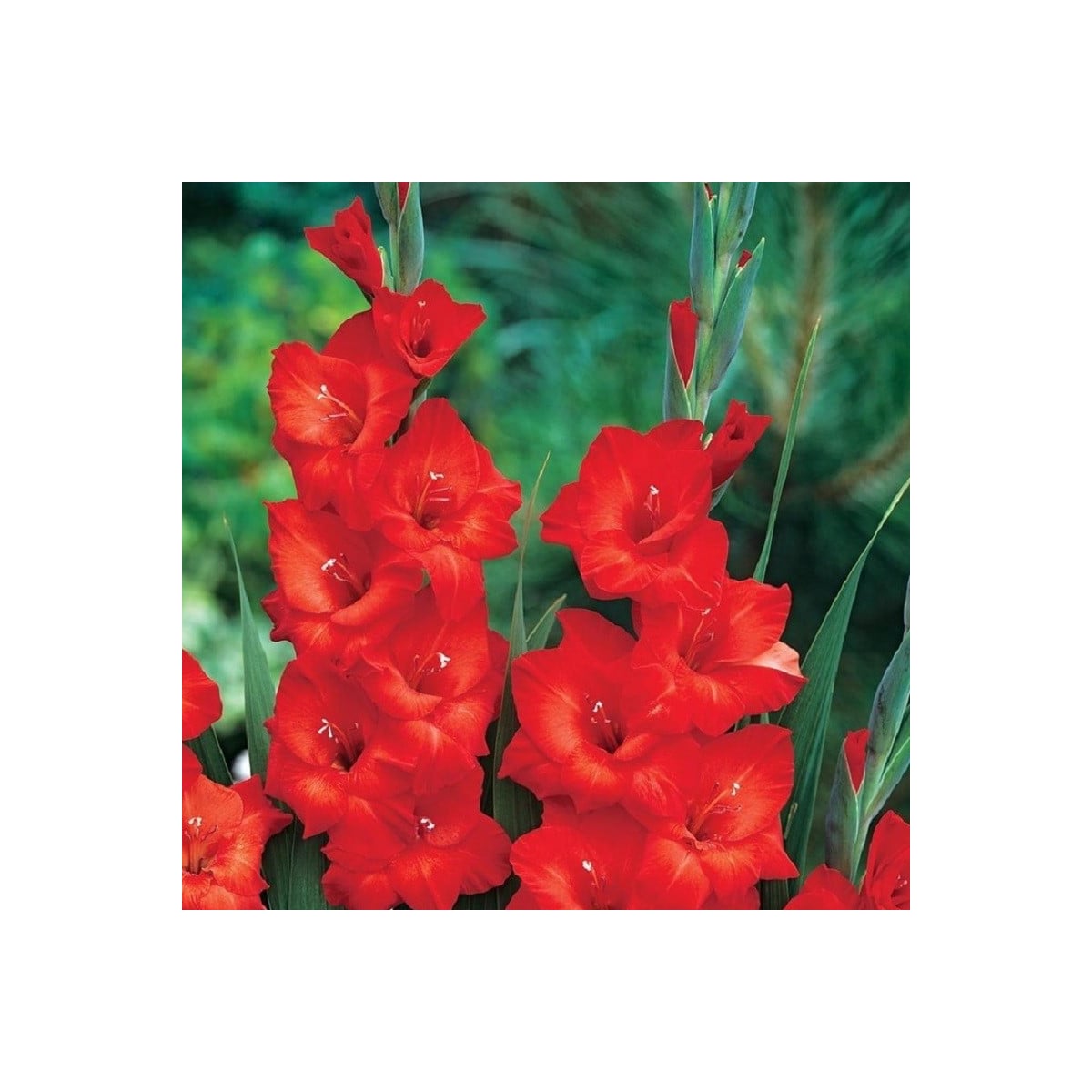 Gladiol Mascagni - Gladiolus - prodej cibulovin - 3 ks