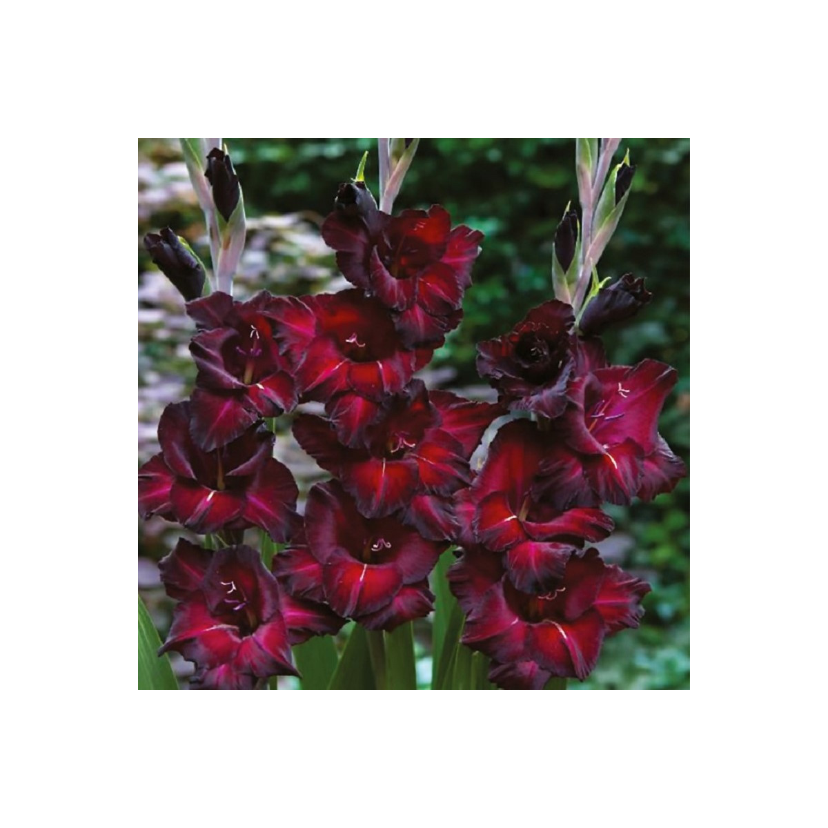 Gladiol Black Surprise - Gladiolus - prodej cibulovin - 3 ks