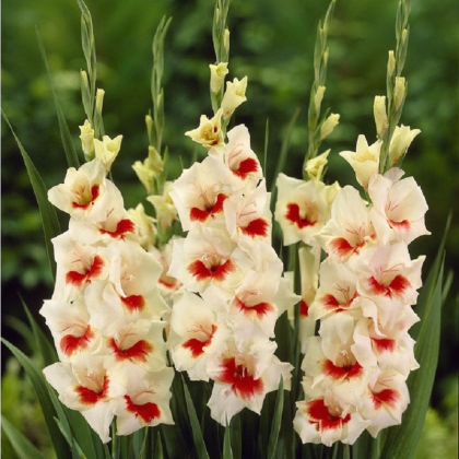 Gladiol Ajax - Gladiolus - prodej cibulovin - 3 ks