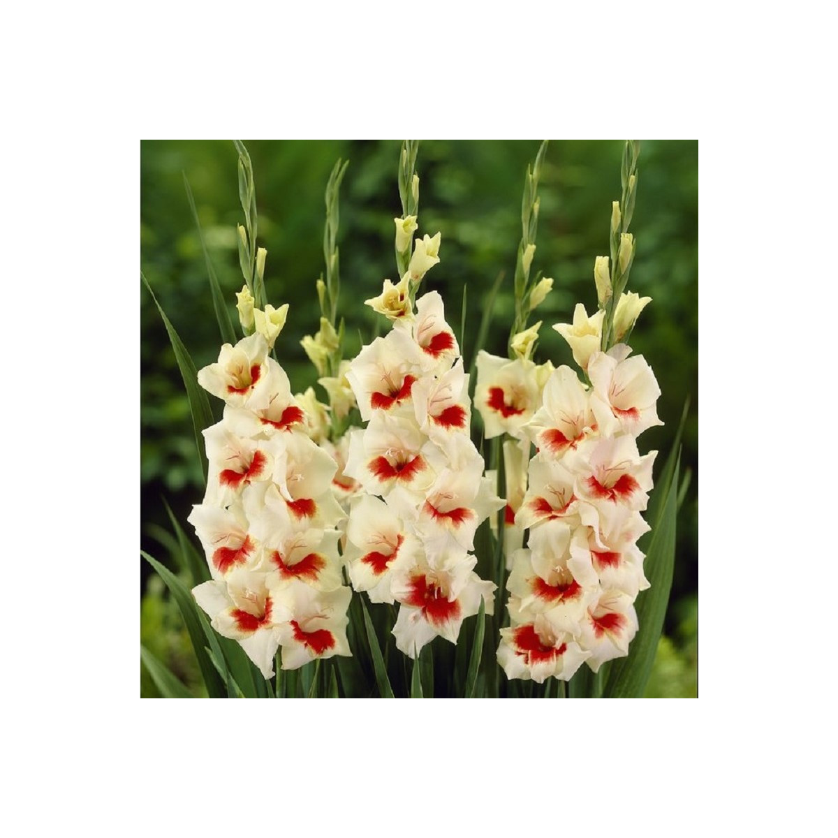 Gladiol Ajax - Gladiolus - prodej cibulovin - 3 ks