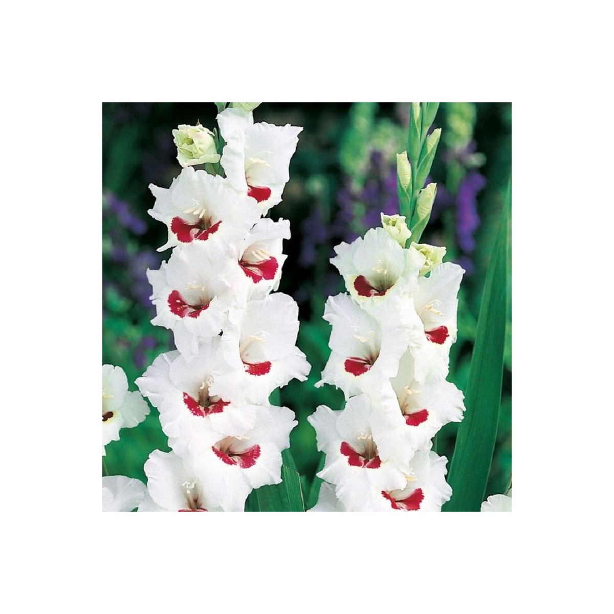 Gladiol Fiorentina - Gladiolus - prodej cibulovin - 3 ks