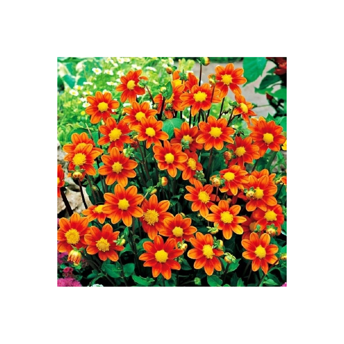 Jiřinka Topmix oranžová - Dahlia - prodej cibulovin - 1 ks