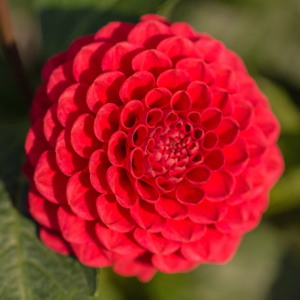 Jiřinka Singer - Dahlia - prodej cibulovin - 1 ks