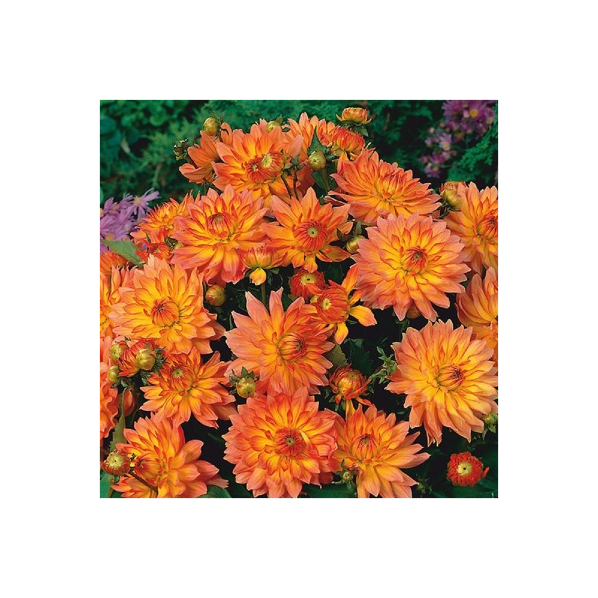 Jiřinka Pablo - Dahlia - prodej cibulovin - 1 ks