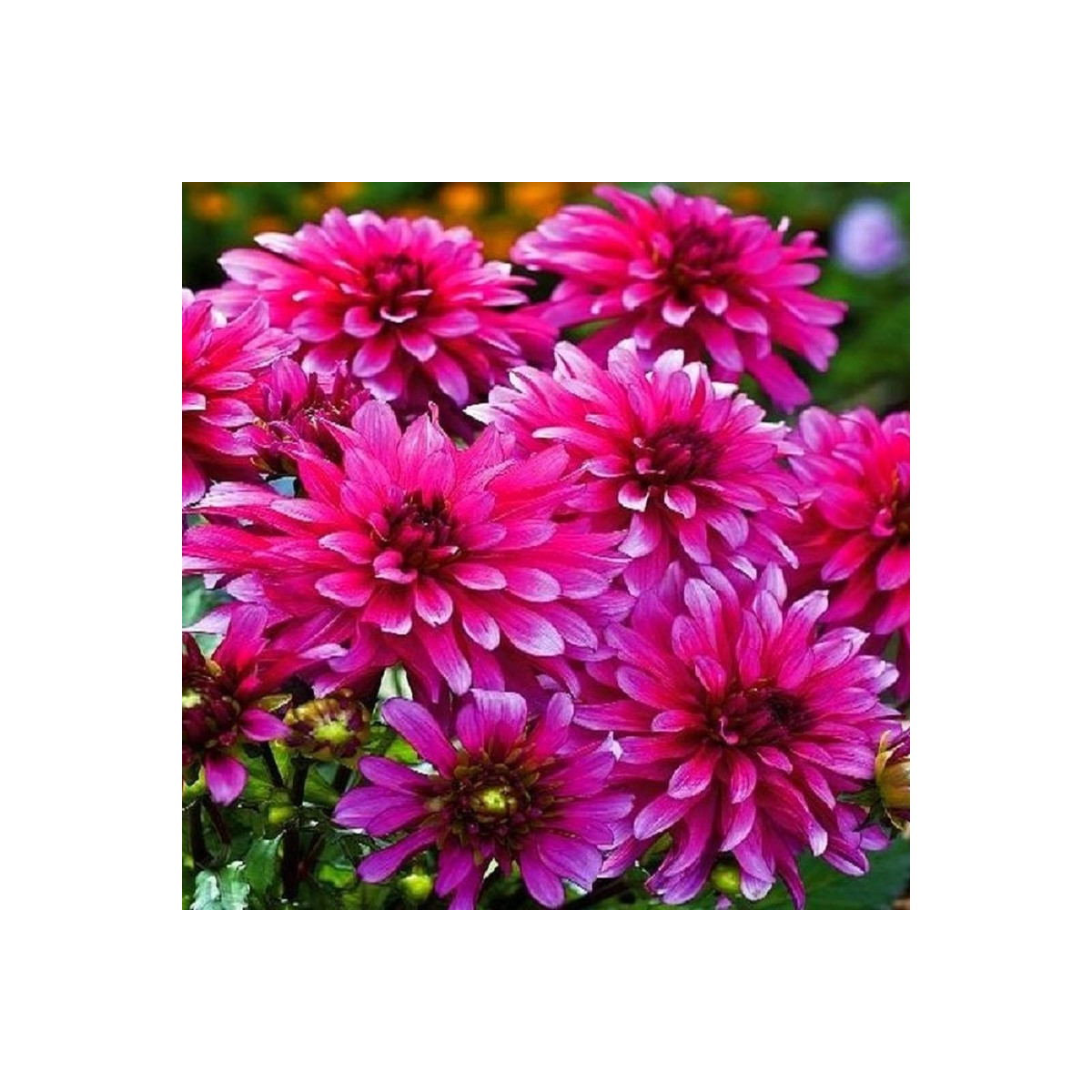 Jiřinka Art Nouveau - Dahlia - prodej cibulovin - 1 ks