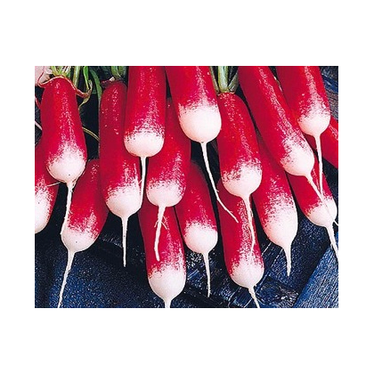 Ředkvička francouzská - Raphanus sativus - prodej semen ředkvičky - 0,5 gr
