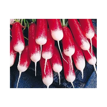 Ředkvička francouzská - Raphanus sativus - prodej semen ředkvičky - 0,5 gr
