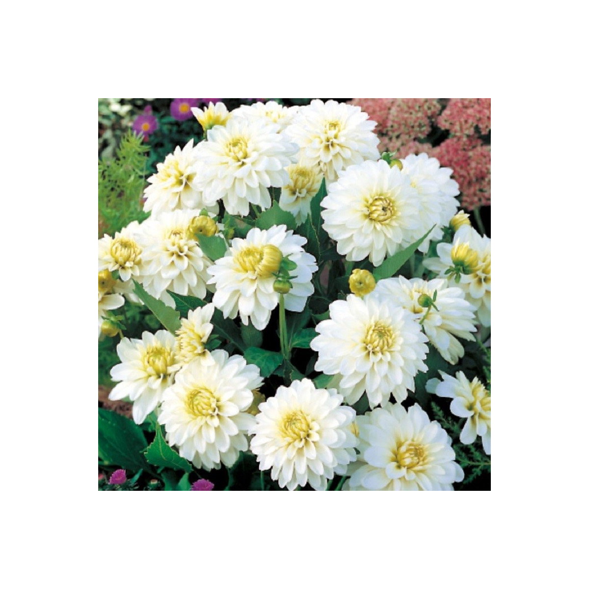 Jiřinka Art Fair - Dahlia - prodej cibulovin - 1 ks