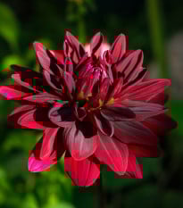 Jiřinka Arabian Night - Dahlia - prodej cibulovin - 1 ks